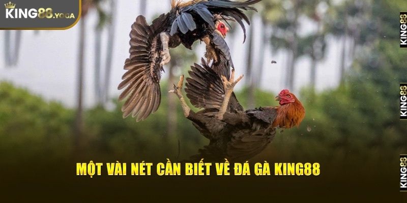 Đôi nét cần biết về đá gà King88