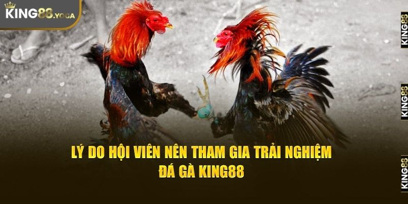 Lý do nên trải nghiệm đá gà tại King88